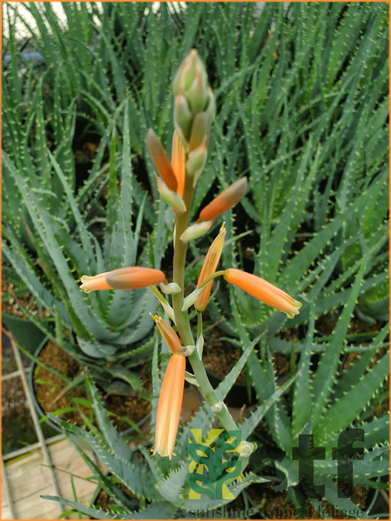 Aloe ‘hedgehog Sunshine Tropical Foliage Home Of The Dracanea ‘tarzan 1192